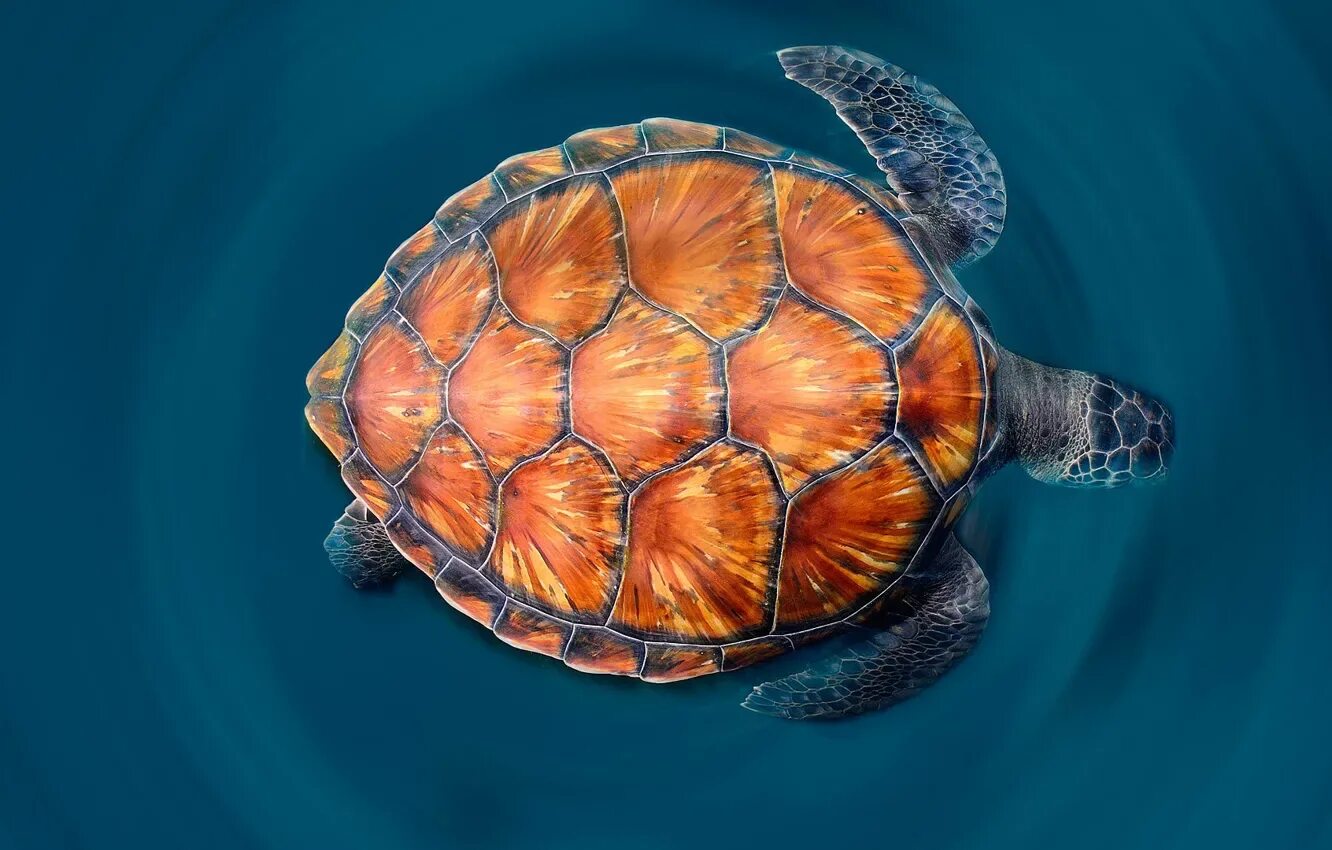 Turtle fd. Turtle fd