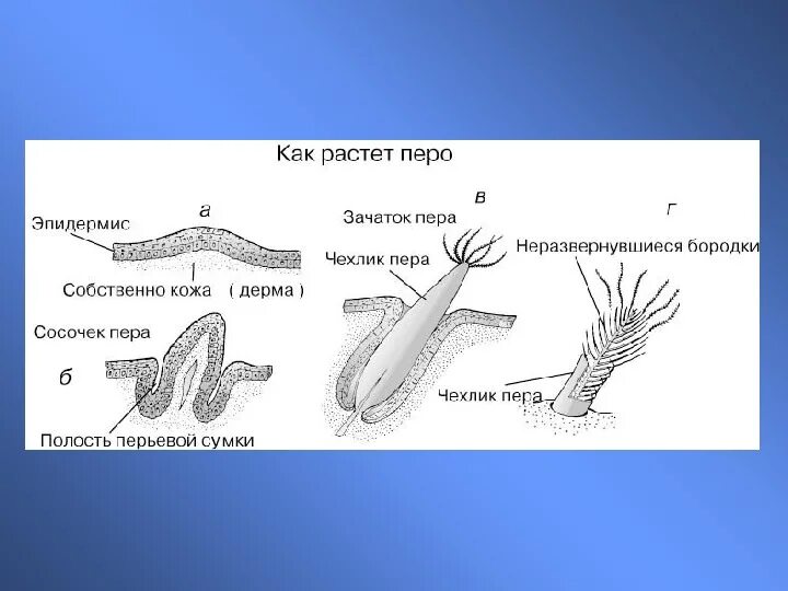 Как растут перья у птиц. Схема развития пера. Роговые образования у птиц. Роговые образования кожи у птиц.