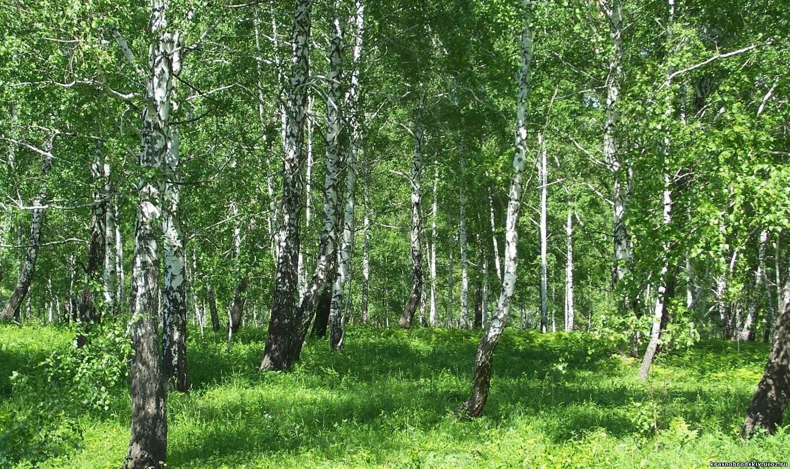 берёзовая роща сосновый бор. березовые рощи марий эл. березовая роща хвалынск. березово-лиственничный лес. троица береза.