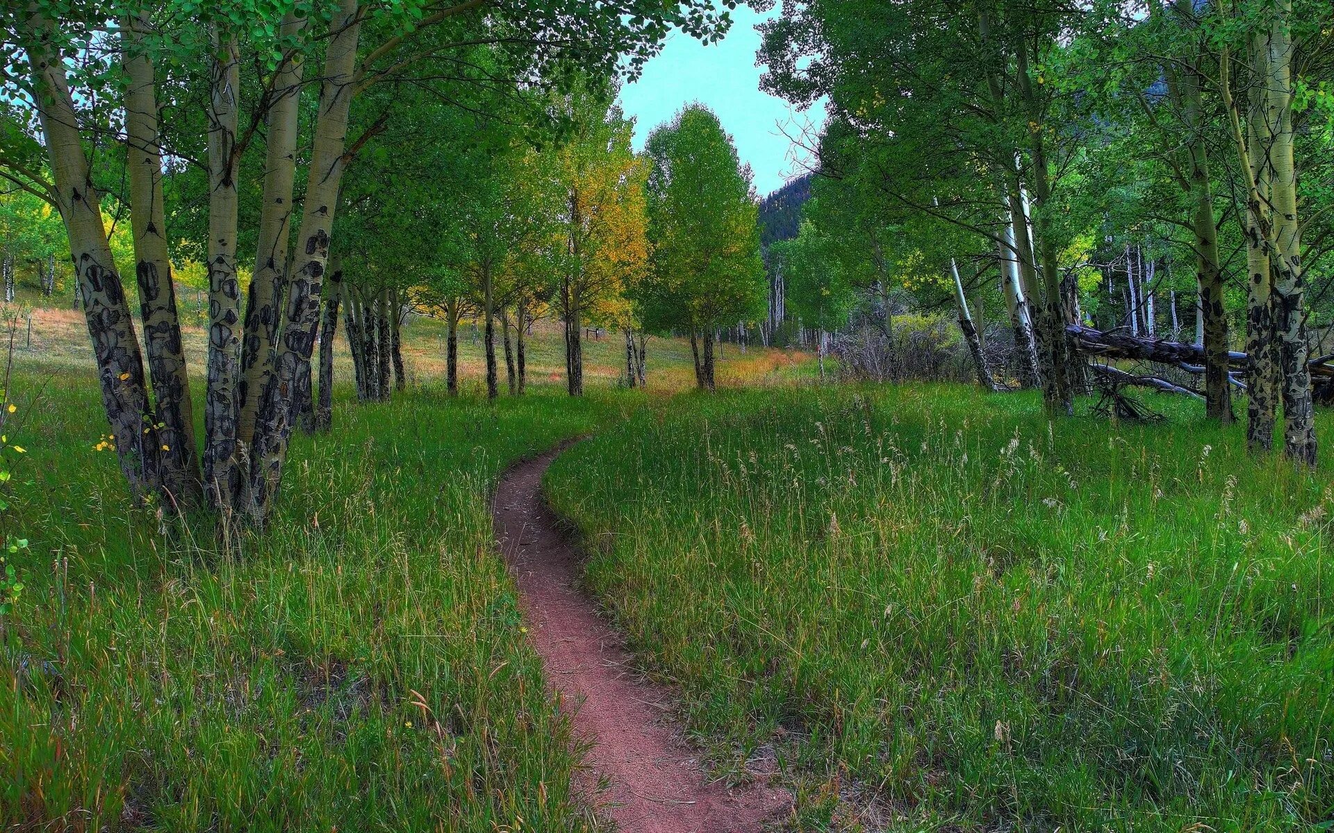 Через леса через луга. Лужский район лето лес. Леса поля луга. Через леса через луга. Через леса через луга.