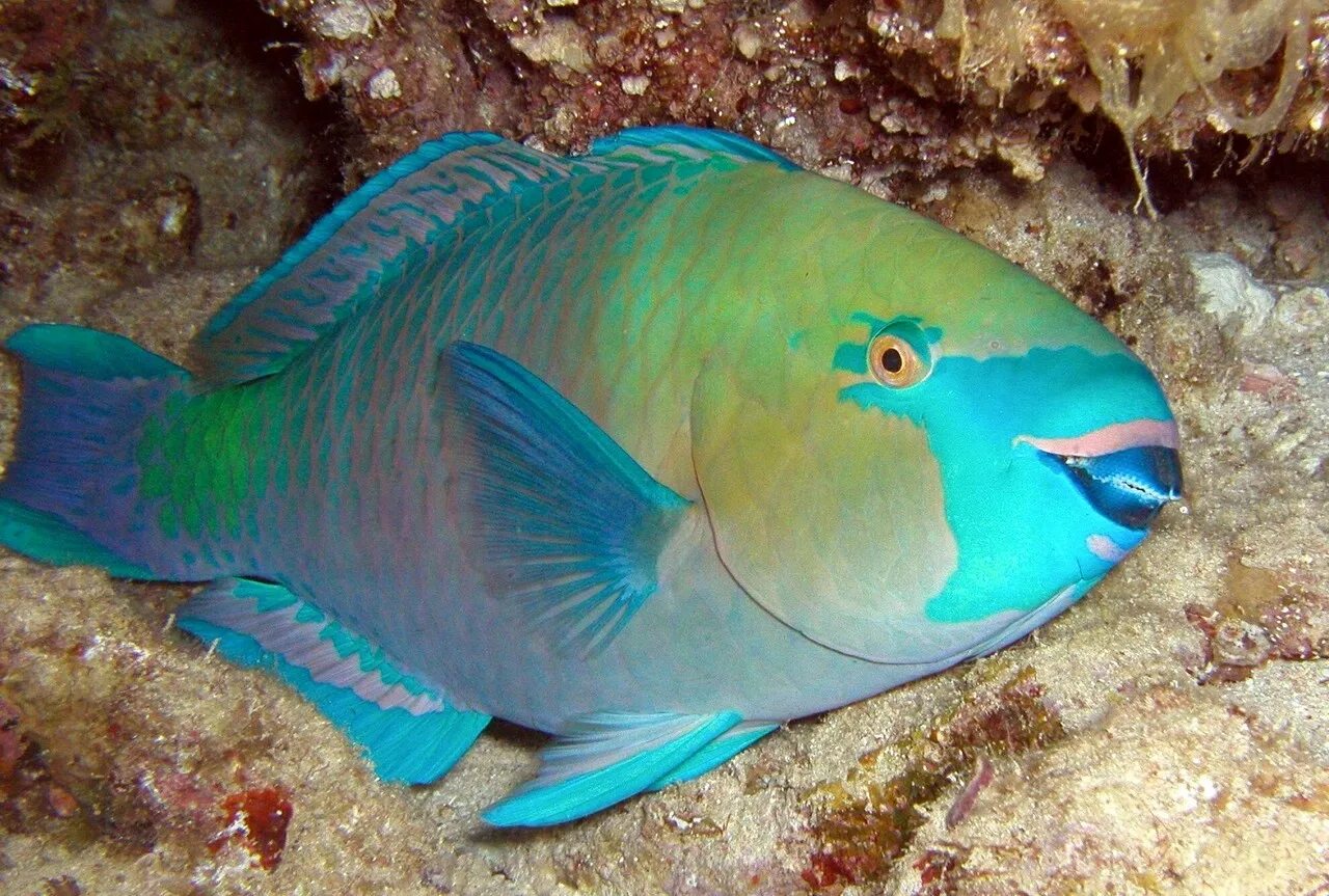 Рыба-попугай (quoyi) - scarus quoyi. Шышкаловый рыба попугай. Рыба попугай океаническая. Цихлида-попугай. Рыба попугай морская.
