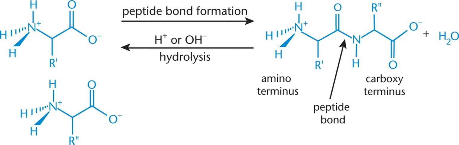 Peptide Bond formation. Пептиды это. Amino Peptide. Пептидная связь.