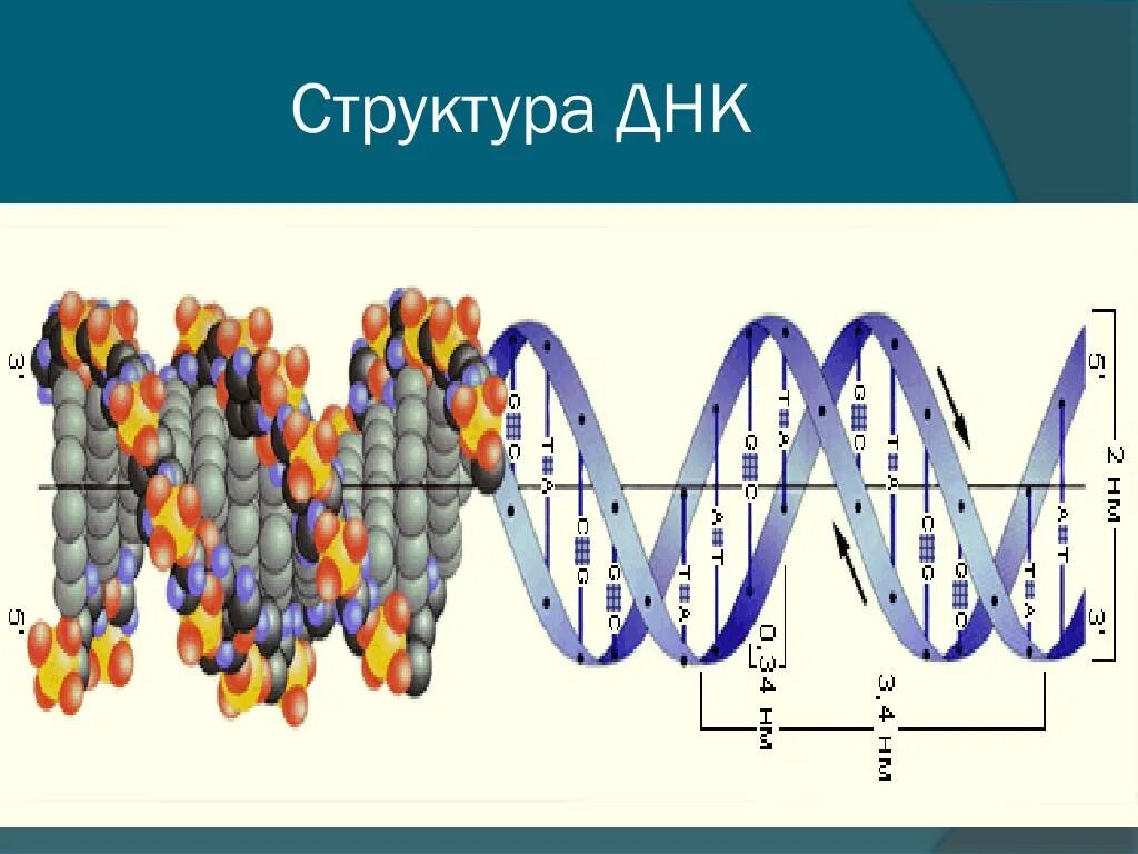 Какого структура днк. Структура ДНК. Первичная структура ДНК. Структура ДНК фото. ДНК состав строение.