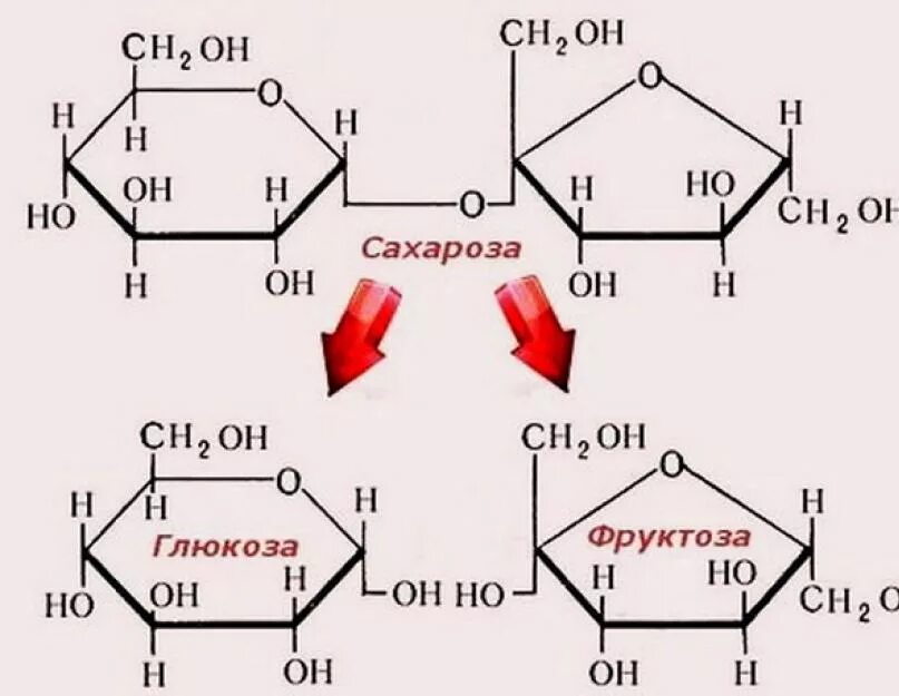 Гидролиз сахарозы с образованием Глюкозы и фруктозы.. Схема гидролиза сахарозы. Расщепление сахарозы. Распад сахарозы на глюкозу и фруктозу.