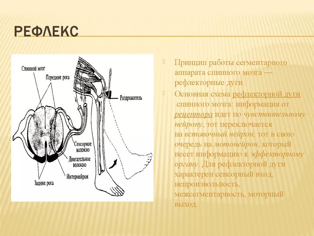 Рефлекс 10. Ахиллов рефлекс физиология рефлекторная дуга. Ахиллов рефлекс схема рефлекторной дуги. Сегментарный рефлекторный аппарат спинного мозга. Схема рефлекторной дуги ахиллова рефлекса звенья.