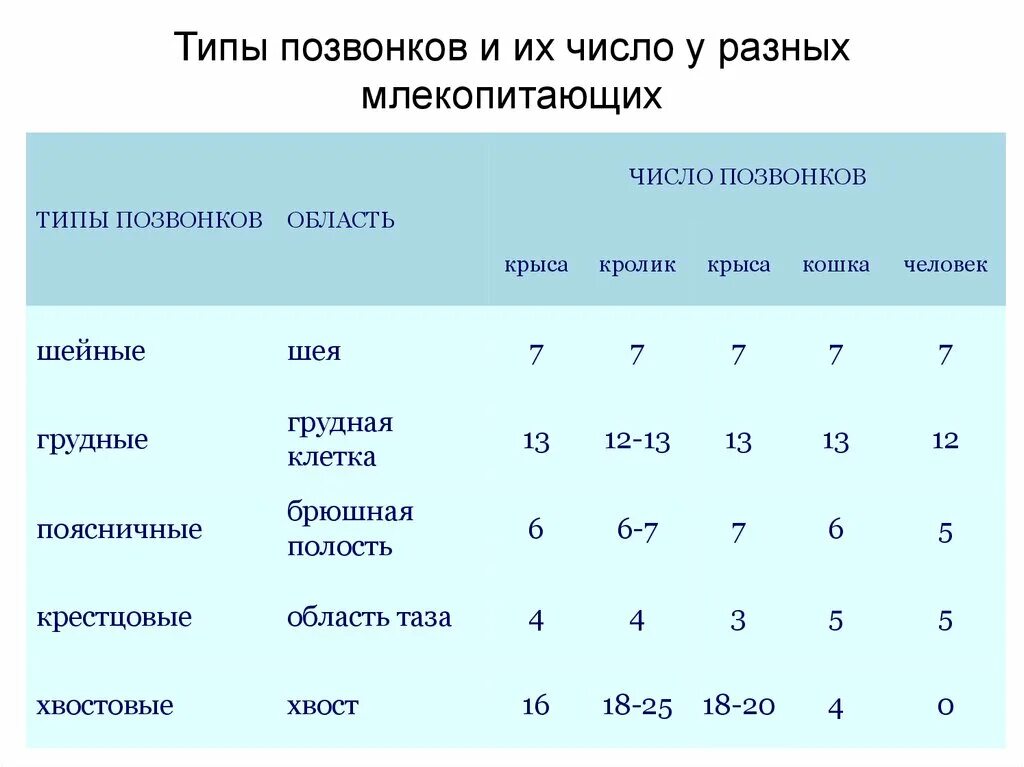 Число отделов позвоночника млекопитающих. Количество позвонков у животных таблица. Количество позвонков у разных видов животных таблица. Количество позвонков у млекопитающих. Количество позвонков у разных животных.