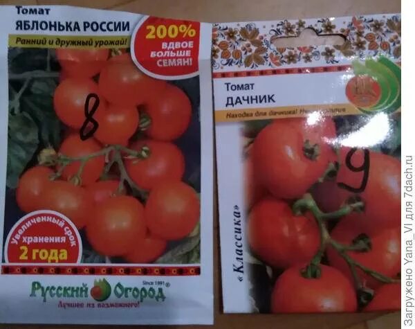 Яблонька россии томат характеристика и описание сорта. Сорт помидоров Яблонька России. Семена томат Яблонька России. Томат Яблонька России характеристика. Томаты сорт Яблонька России.