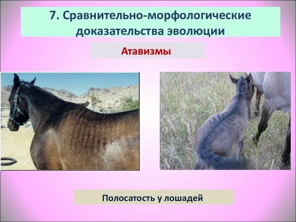 Атавизмы китообразных. Рудименты и атавизмы у животных. птавизмфы примеры у животных. рудименты у животных примеры.