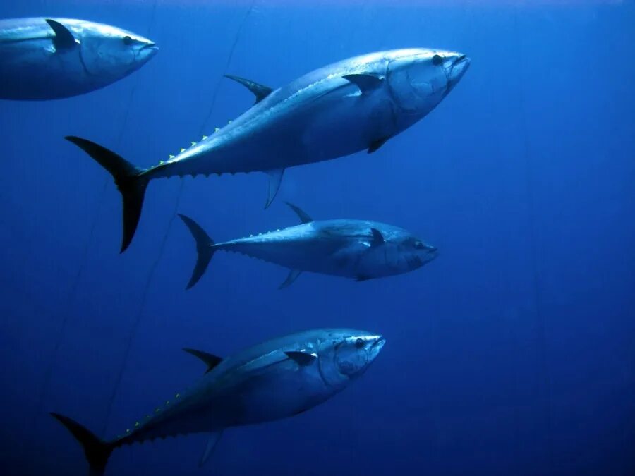 Bluefin tuna. Тунец bluefin. atlantic bluefin tuna. рыба голубой тунец. атлантический голубой тунец.