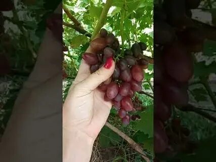 Виноград барин