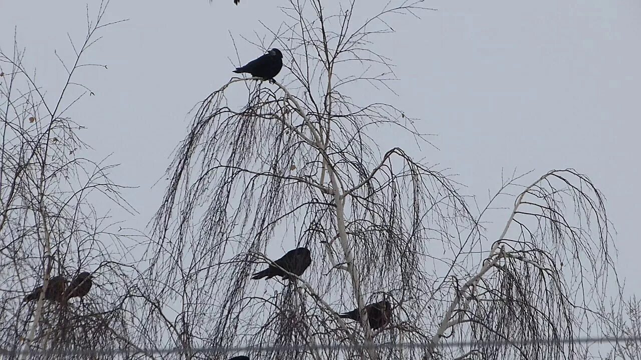 Когда прилетают грачи в москву. Март Грачи прилетели. +Донецк +Грачи. Грачи Саратовская область.