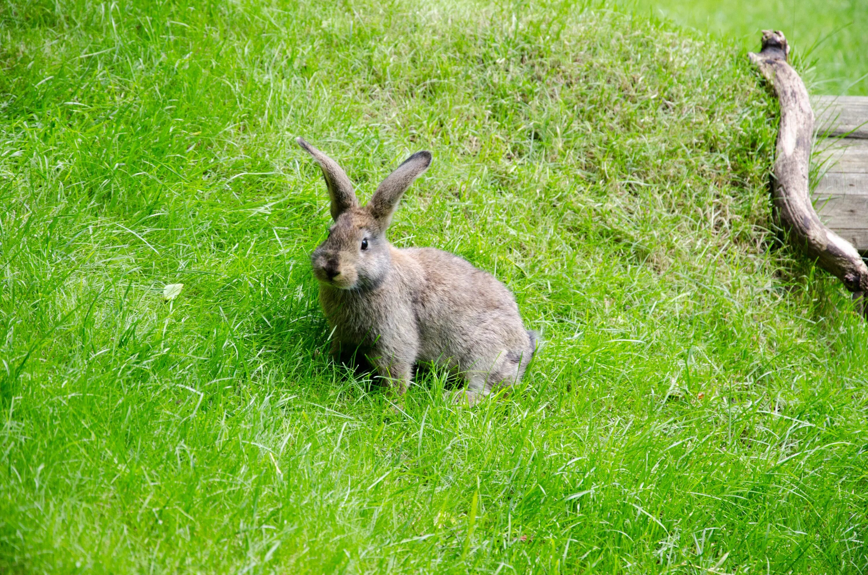 Grass animals. Заяц. Заяц в траве. Заяц фото. Зайчик в лесу.