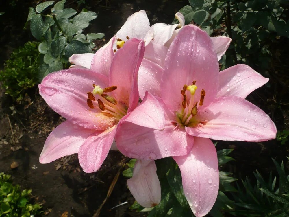 Лилия / Lilium - Samur