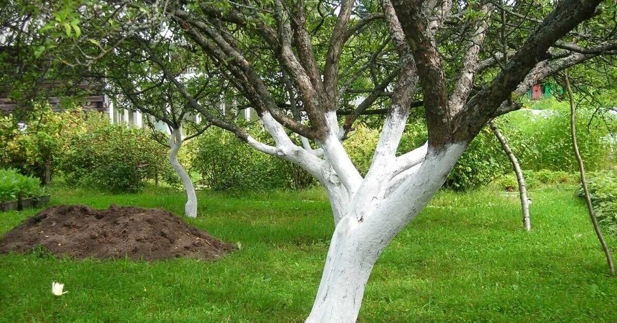 Побеленные деревья. Побелка деревьев. Белить деревья. Белим деревья в саду. Нужно ли белить деревья