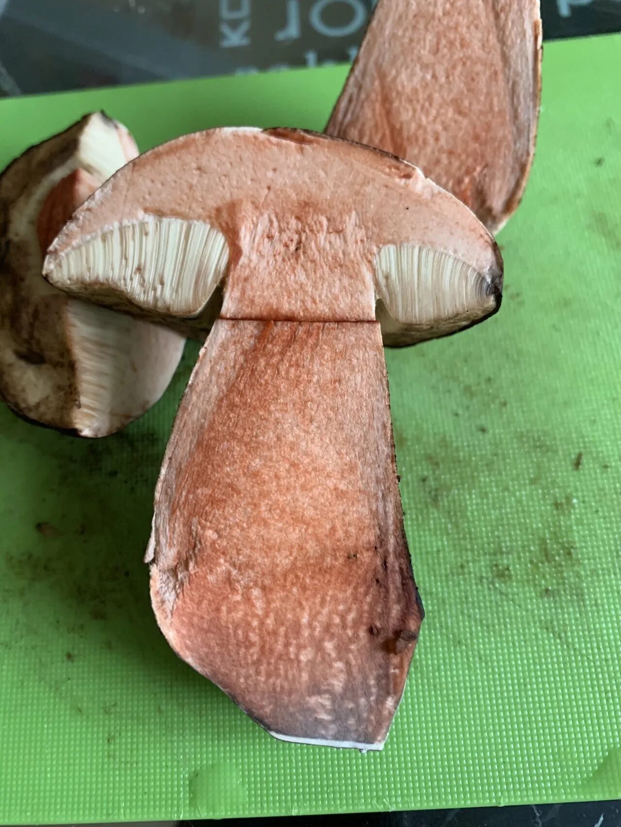 Срез грибов. Гриб розовеет на срезе. Срез гриба. Пластинчатый гриб розовеющий на срезе. Подосиновик розовеет на срезе.