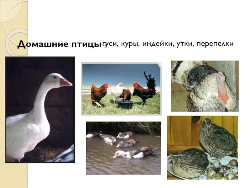 Утка гусь индейка