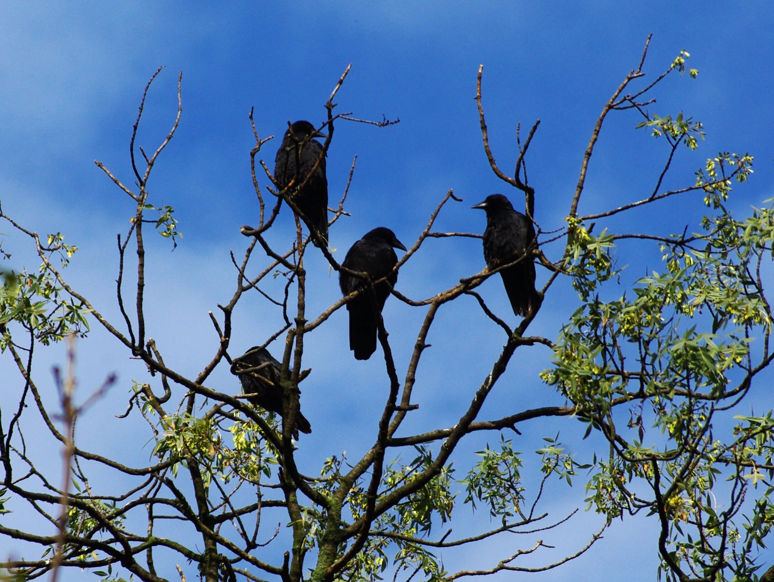 Птицы сидят на верхушках деревьев