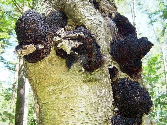 Чага на Березе. Чага мелкокусковая. Чага шиитаке чёрный гриб. Chaga Mushroom (Inonotus obliquus). Чага рейши лопух