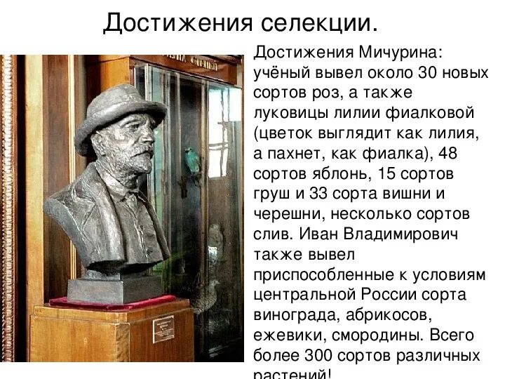 Работа мичурина селекция. Мичурин достижения. достижения селекции. мичурин достижения в селекции. работы мичурина в селекции кратко.