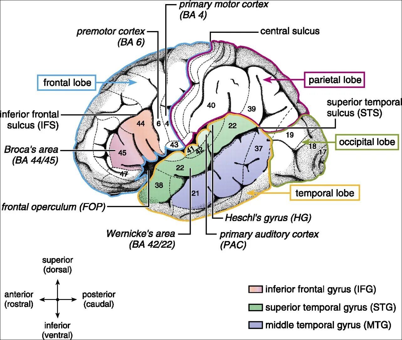 Центр речи в мозге человека. Зона Брока и зона Вернике. Головной мозг зоны Вернике. Центр Брока и Вернике. Мозг зоны Брока и Вернике.