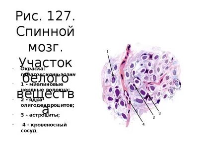 Рис 127