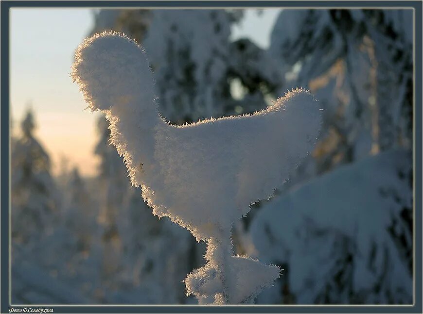 Замерзший петух. Курица в снегу. петух в снегу. творение про зиму.