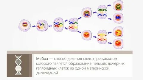 Результат нарушения мейоза