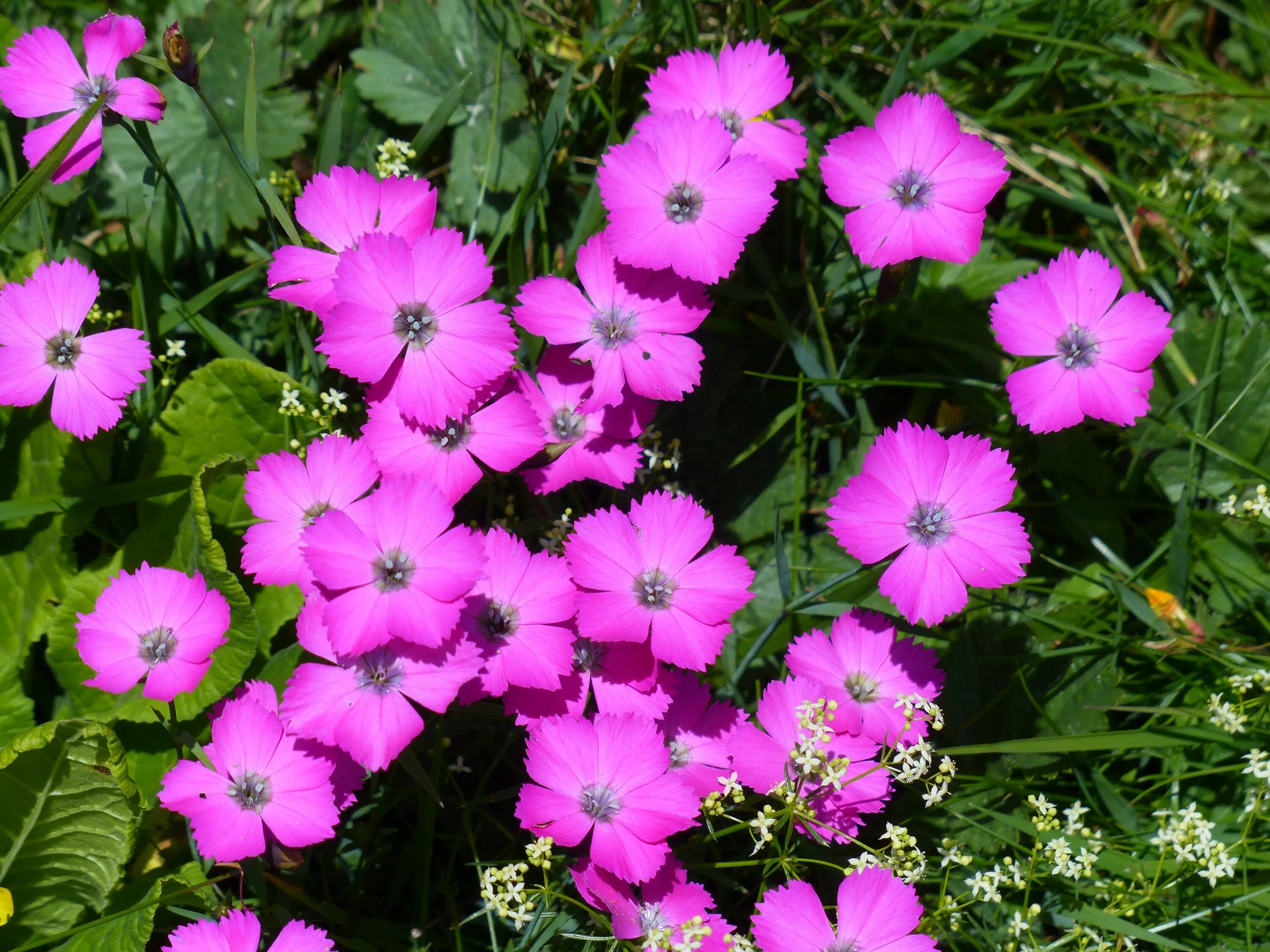 Гвоздика Альпийская Диантус. Гвоздика Dianthus Alpinus. Гвоздика травянка Альпийская. Dianthus pavonius. Герань гвоздика