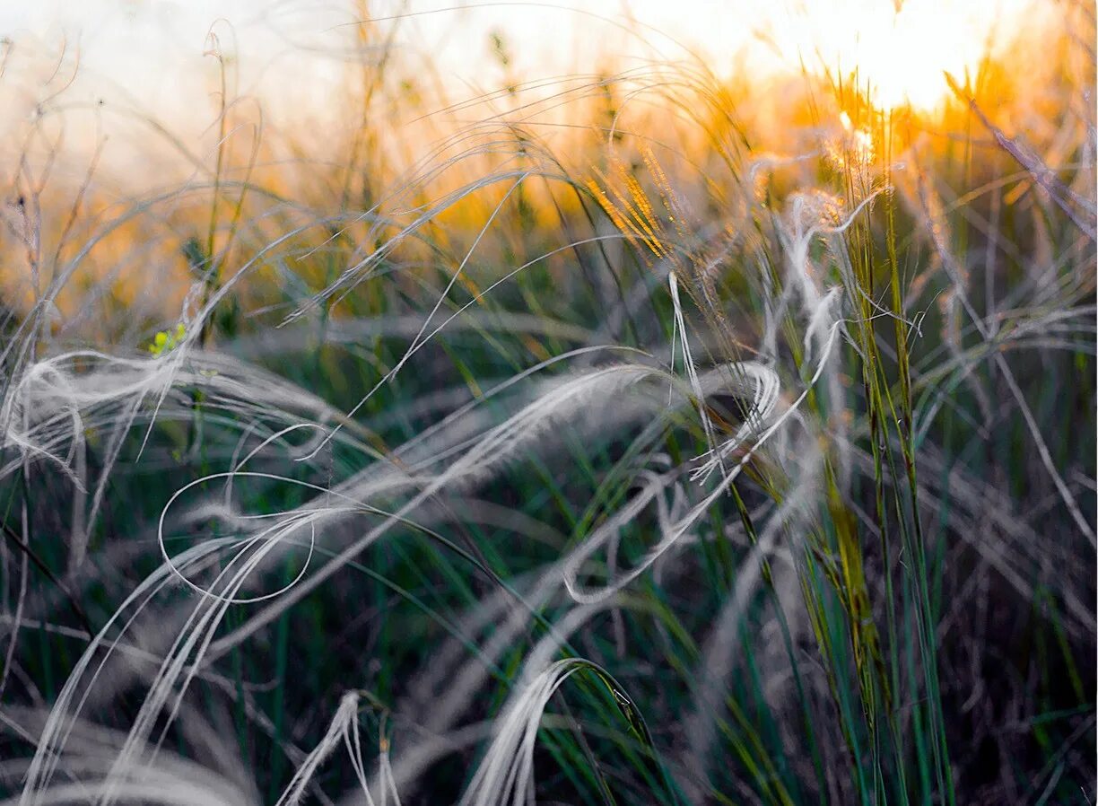 Ячмень гривастый / hordeum jubatum / (р9). Ковыль перистый. Ковыль-волосатик. Ковыль перистый алтай. Сизый ковыль.