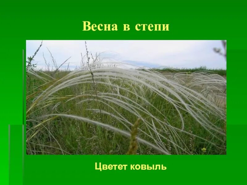 Ковыль сообщение 4 класс. Ковыль природная зона. ковыль окружающий мир. ковыль презентация. ковыль место обитания.