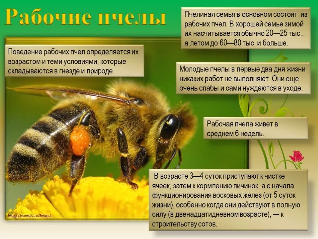 В сервисе добропчел показаны радиусы полета пчелы. Пчела описание. информация о пчелах. окружающий мир пчелы. пчелы презентация для детей.