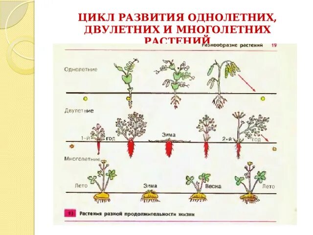 Капуста однолетнее или двулетнее растение фото Eurodom-ek.ru