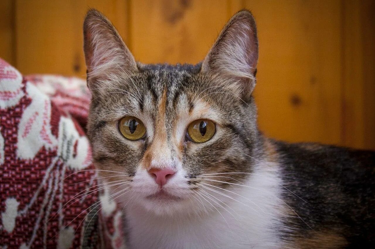 Просто муся. Европейский короткошерстный кот метис. Метис порода кошек. Сибирский кот метис. Смешанная порода кошек.