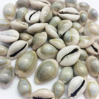 Ракушки каури