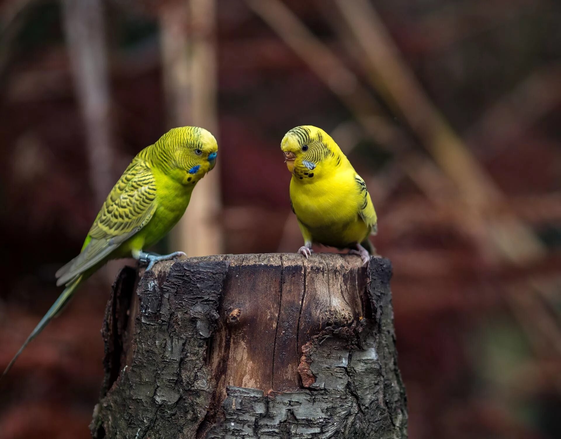 Волнистый попугай. Красный волнистый попугай. Волнистый попугайчик желтый. Фото волнистых попугайчиков.