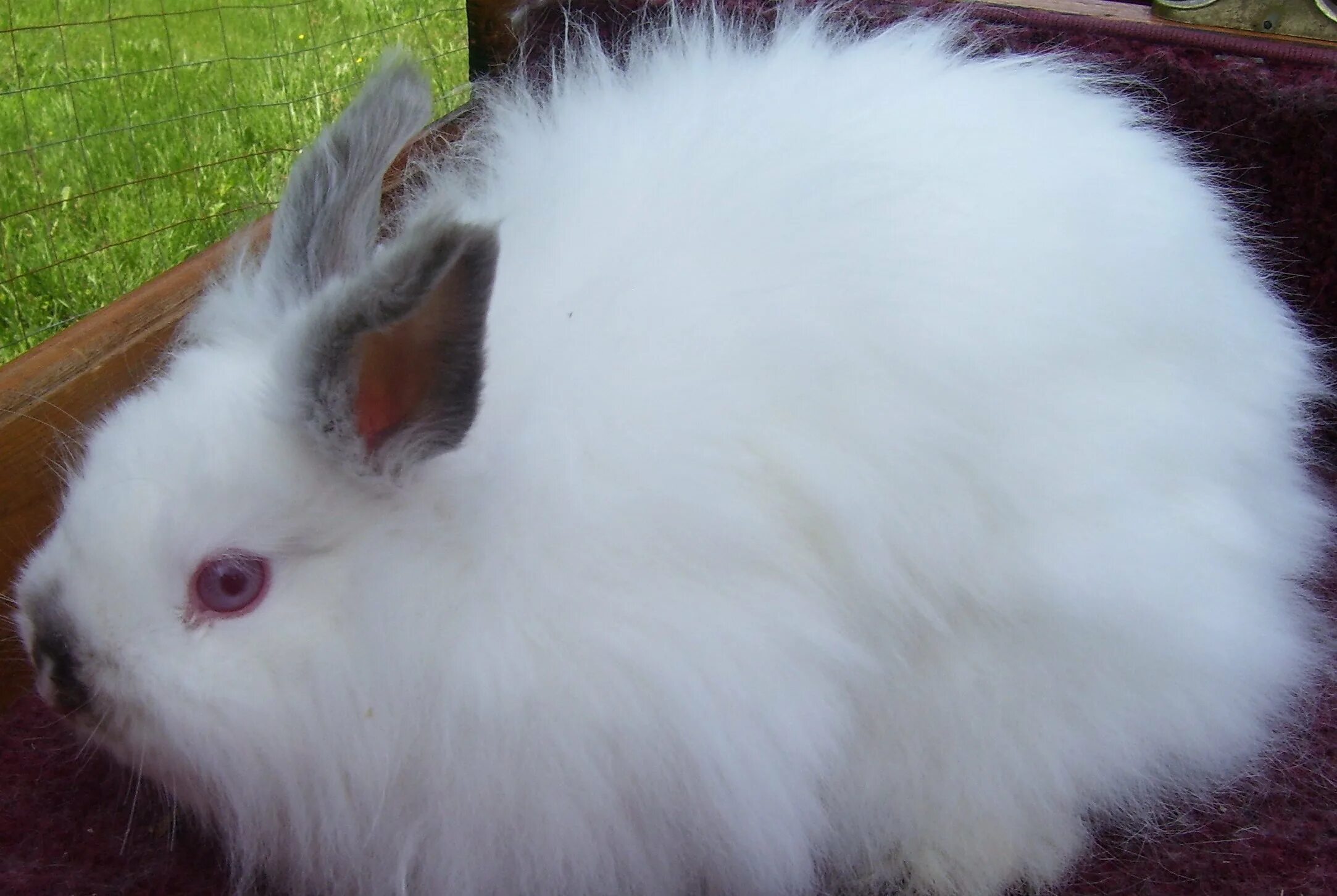 Ангора пушистая. Ангорский пуховой кролик. Ангорский карликовый кролик. Белый ангорский кролик. Кролик декоративный ангорский белый.