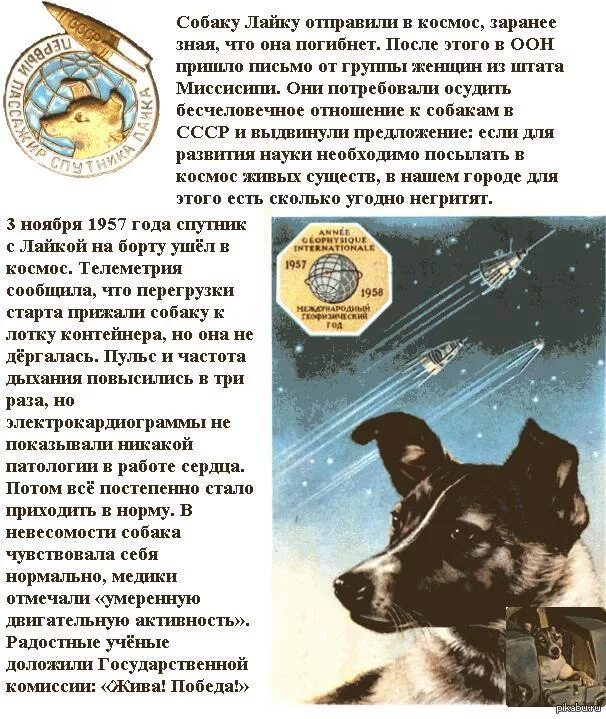 Клички собак в космосе. Собака лайка в космосе. Первая собака в космосе кличка. Письмо в космос. Собаку отправили в космос.