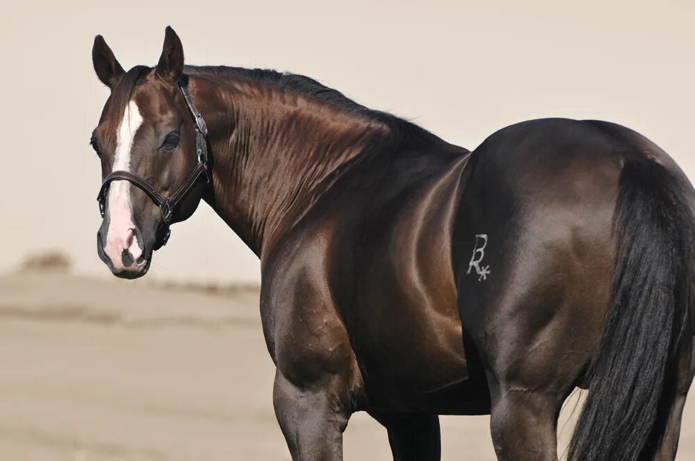 порода лошади с характером: дотошный, умный, деятельный. порода лошадей 9 букв. мини шетти порода лошадей. бельгийская чистокровная лошадь. порода лошадей 9 букв.