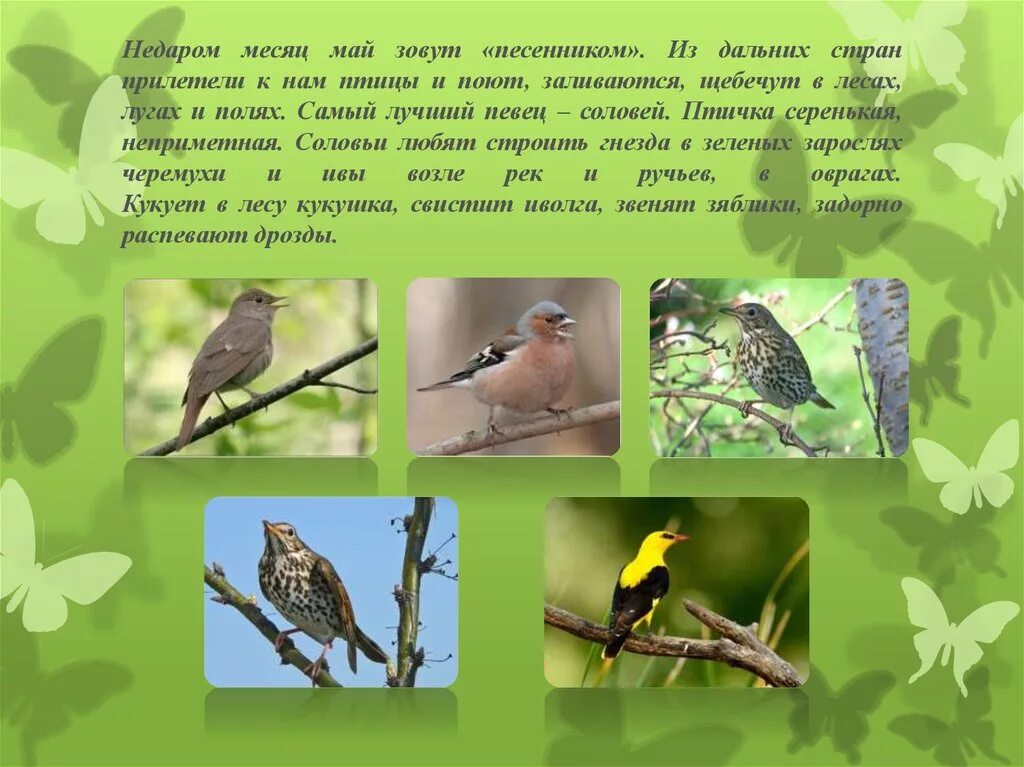 Птицы прилетающие весной в россию. Какие птицы прилетают. Птицы которые прилетают весной. Какие птицы прилетают к нам весной. Птицы которые прилетают весной в Россию.