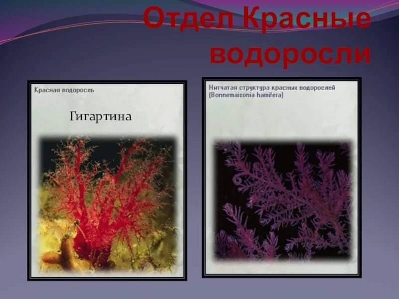 Багрянки водоросли представители. Красные водоросли. Красные водоросли названия. Отдел красные водоросли. 2 название красных водорослей