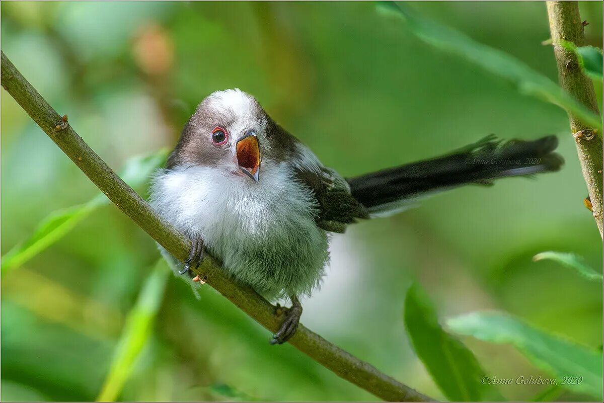 Спев птиц. Лазаревка птичка. Ранняя птица. Вьюрок размножение. Спой птичка картинка.
