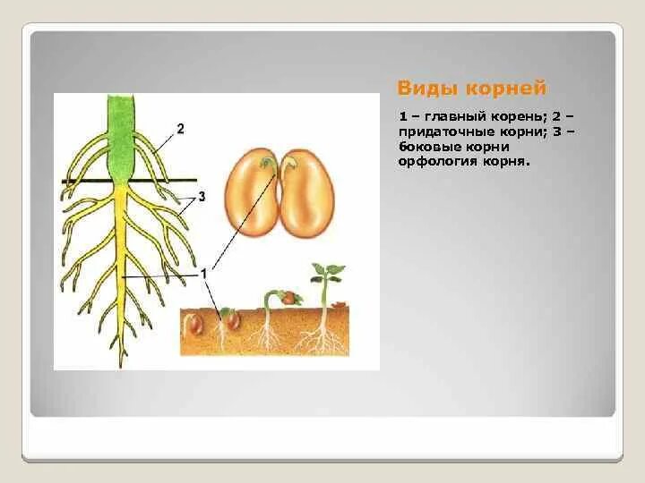 Корневая система проростка фасоли. Строение корня тыквы. Фасоль строение растения. Строение корня фасоли.