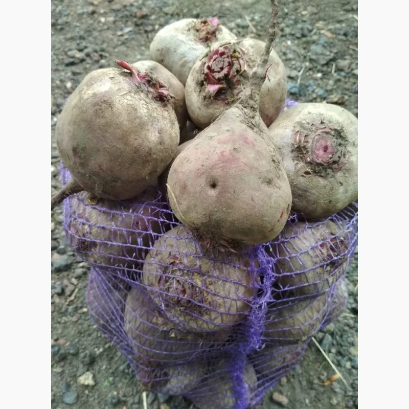 Свекла акелла. Где продается свекольный ботво. Продается свекла. Продается свекла. Свекла тсха.