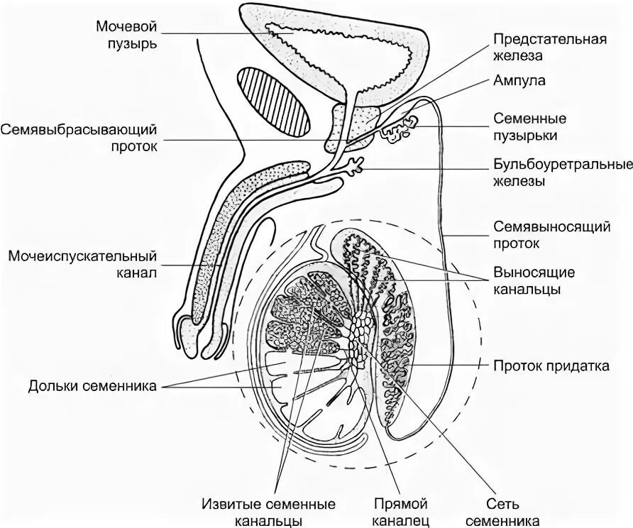 Парный половой орган. Мужская половая система анатомия схема. Схема строения мужской половой системы. Семявыносящий проток анатомия схема. Внутренне строение мужской половой системы схема.