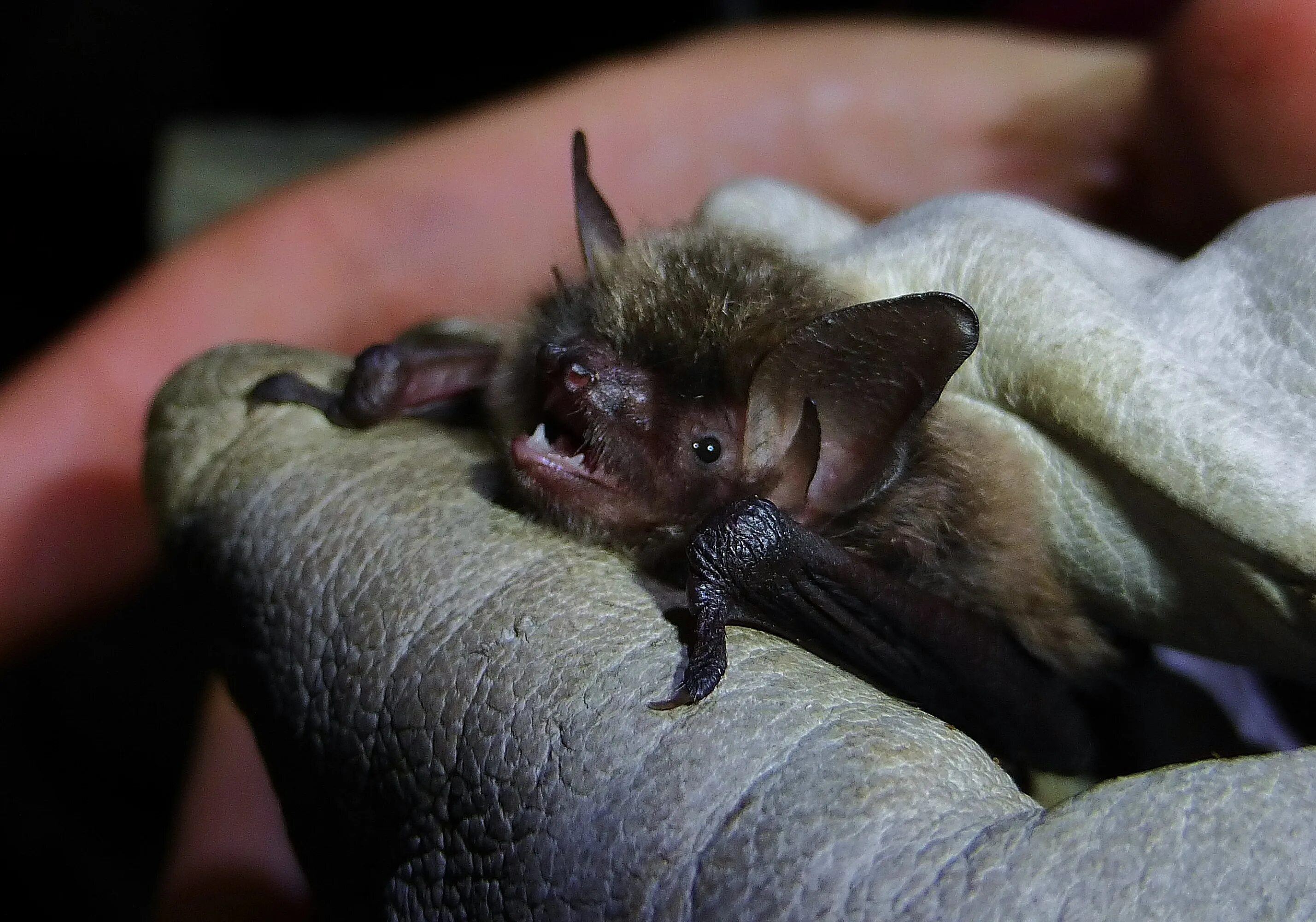 Прудовая ночница. Ночница Брандта Myotis brandtii. Летучая мышь водяная ночница. Летучая мышь ночница. Самца ночницы Брандта..