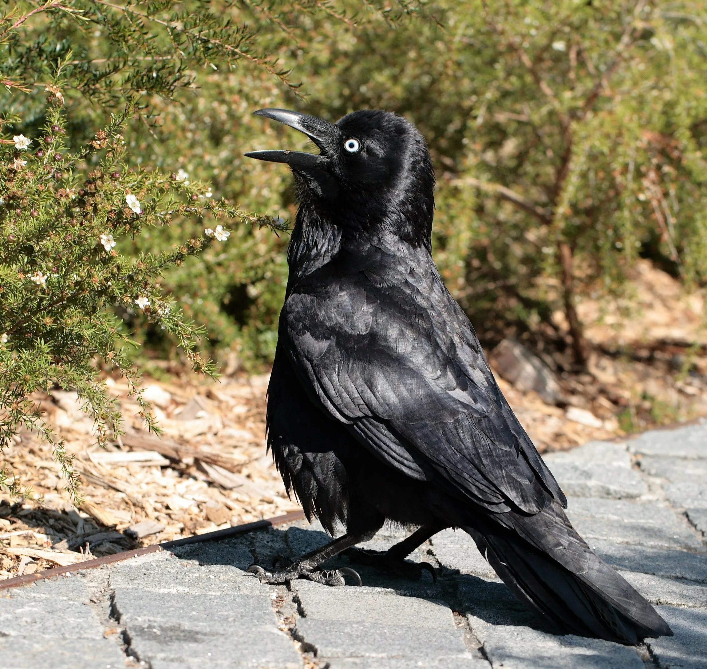 Виды темных птиц. Corvus coronoides. Австралийский ворон. Южноавстралийская ворона. Летаюҳий австралийский ворон Свистун.