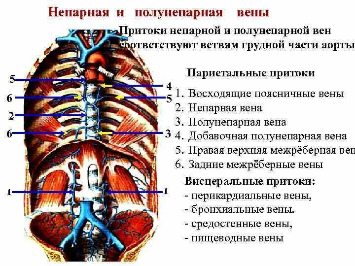Правая непарная вена. Верхняя полая вена топография притоки. Правая непарная вена. Вена azygos анатомия. Правая непарная вена.