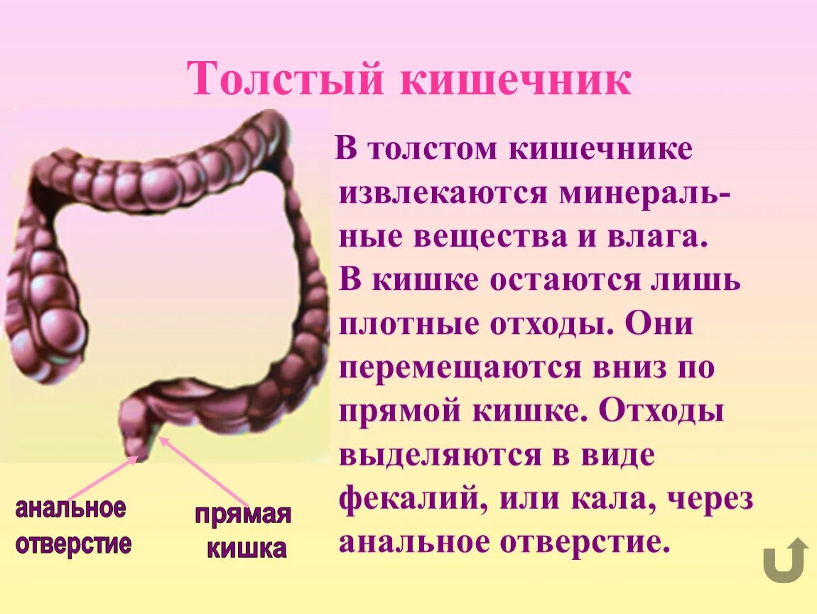 Толстый кишечник 8 класс. Толстый кишечник презентация. Толстая кишка презентация.