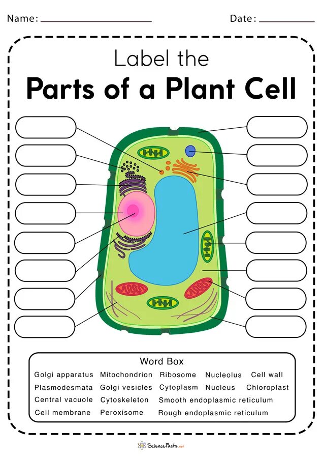 Plant Cell Worksheet. Cells Worksheets. Biology Worksheets. Animal Cell structure and Plants. Worksheets cells