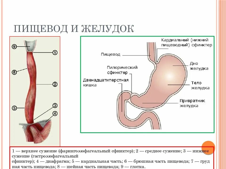 Пищевод б. Строение желудка анатомия. Желудок и пищевод человека. Анатомия строения пищевода и желудка. Пищевод и желудок анатомия человека.